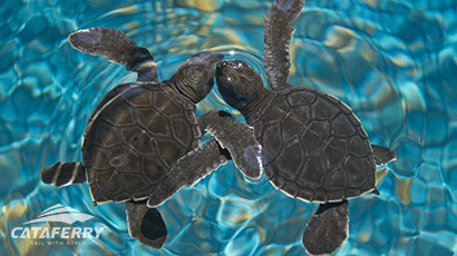Juara Turtle Hatchery – Wide Range Species of Turtle and Turtle Eggs
