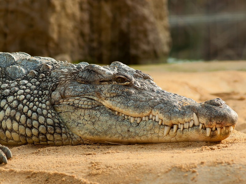 Crocodile Adventureland