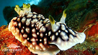 B&J Diving Center | Book Tioman Ferry Ticket