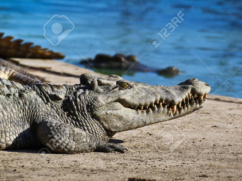 Crocodile Adventureland