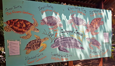 Juara Turtle Project | Book Tioman Ferry Ticket